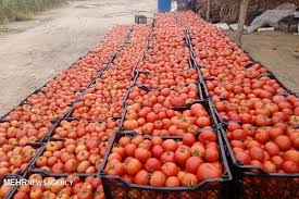 تأمین کننده انواع رب گوجه فرنگی نیم کیلو
