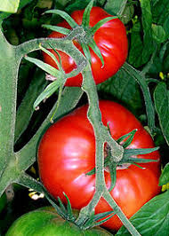 صادرات انواع رب گوجه اسپتیک امسالی