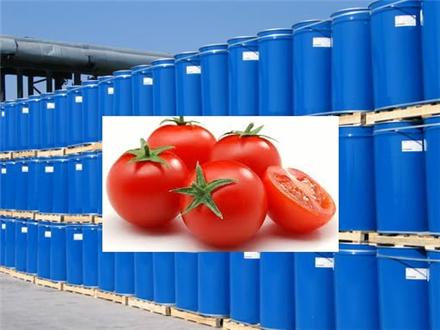 صادرات رب گوجه فرنگی اسپتیک 220 کیلویی