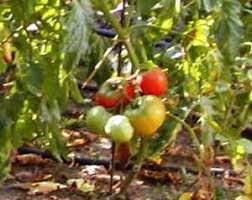 تولید جدیدترین رب گوجه دادفر