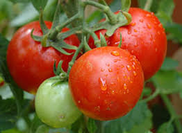 تولید بهترین رب گوجه شادچین