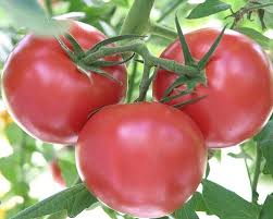 تولید بهترین رب گوجه فرنگی توسان