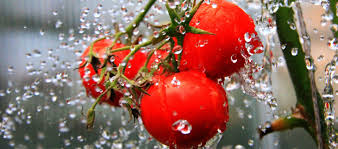 صادرات بهترین رب گوجه فرنگی شیراز
