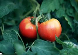 قیمت رب گوجه فرنگی رایج رقیق