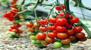 پخش بهترین رب گوجه فرنگی سنتی