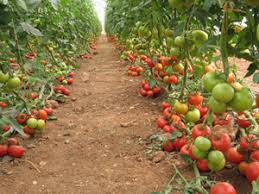 قیمت خرید رب گوجه فرنگی بهداشتی
