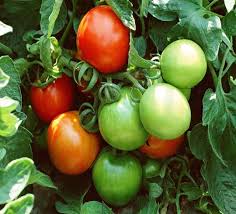 تولید انواع رب گوجه فرنگی وسام