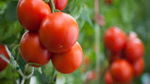 بزرگترین تولیدی رب گوجه فرنگی ارزان