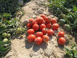 تولید انواع رب گوجه دادفر