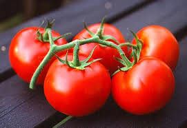 تولید بهترین رب گوجه فرنگی سحر