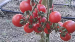 خرید انواع رب گوجه رقیق صادراتی