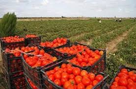 سایت فروش انواع رب گوجه رقیق