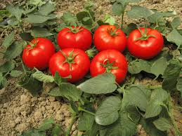 صادرات رب گوجه فرنگی رقیق نیم کیلو