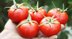 صادرات رب گوجه فرنگی شیشه ای