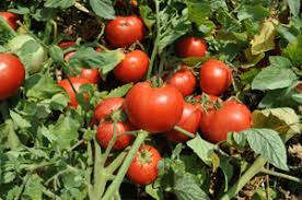 صادرات عمده رب گوجه فرنگی میکسلند