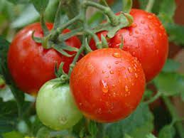 عرضه انواع رب گوجه سالی