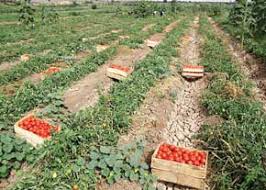 فروش انواع رب گوجه حلب رایج