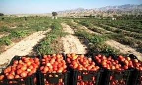 فروش عمده انواع رب گوجه رهنمود