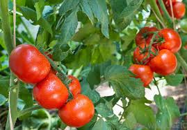 قیمت انواع رب گوجه فرنگی رقیق