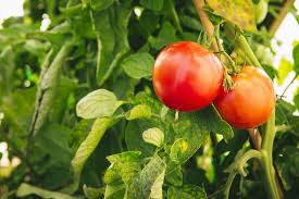 نمایندگی انواع رب گوجه فرنگی صادراتی
