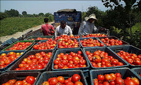 پخش رب گوجه فرنگی ارزان