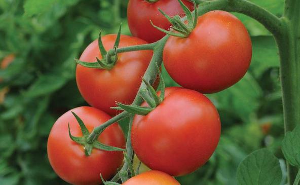 مراکز خرید گوجه گلخانه ای 4129