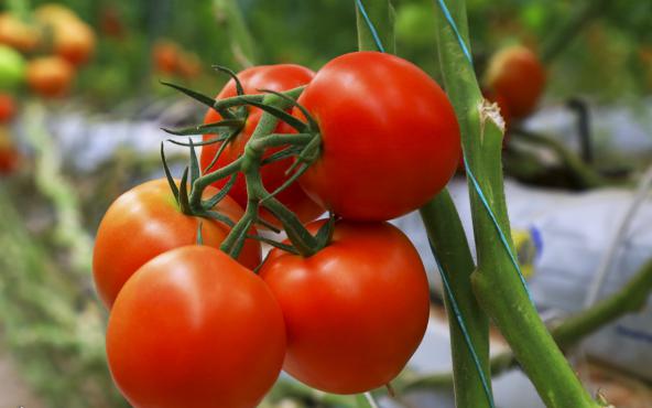 تولیدی گوجه گلخانه ای صادراتی همدان
