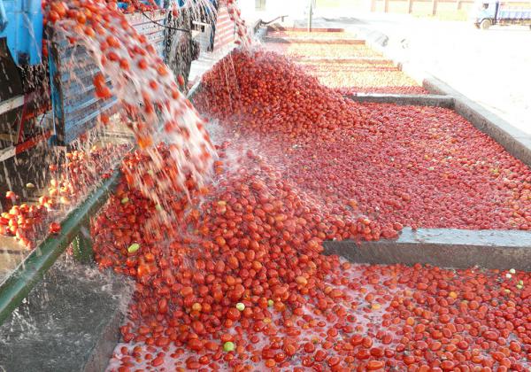 مشخصات بهترین انواع رب گوجه