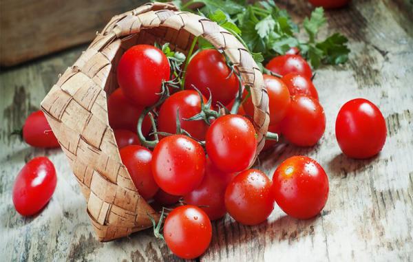 قیمت انواع گوجه زیتونی صادراتی
