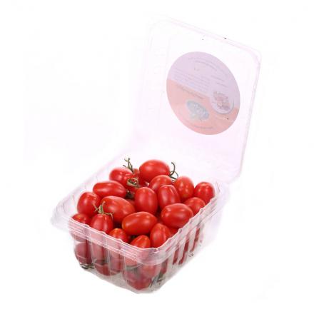 پخش مستقیم گوجه گیلاسی صادراتی