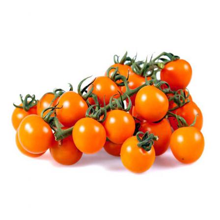 مرجع فروش انواع گوجه فرنگی زیتونی