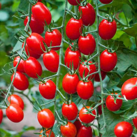 خواص گوجه فرنگی برای سلامت قلب
