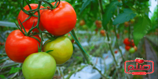 خرید ارزان گوجه گلخانه ای صادراتی باکیفیت