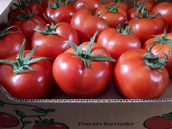 توزیع عمده گوجه گلخانه ای صادراتی