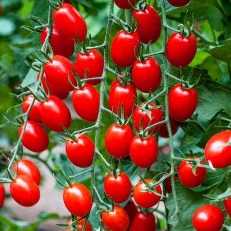 مشخصات گوجه گلخانه ای صادراتی همدان