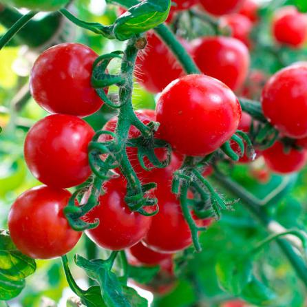 بهبود فعالیت هضم با گوجه فرنگی
