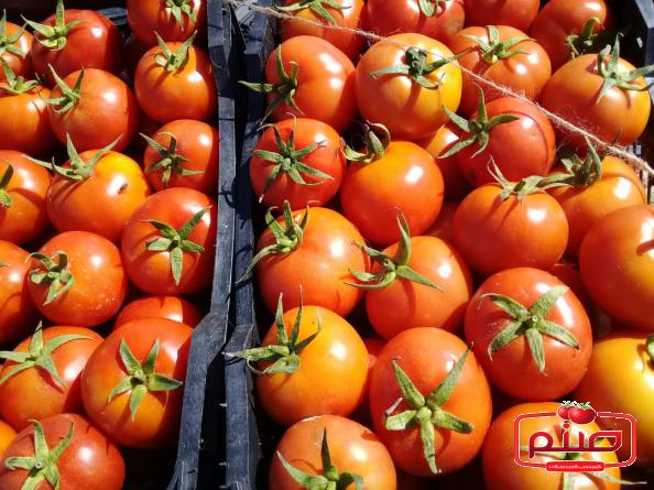 تولیدی گوجه گلخانه ای صادراتی باکیفیت