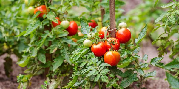 آشنایی با پرورش گوجه گلدانی