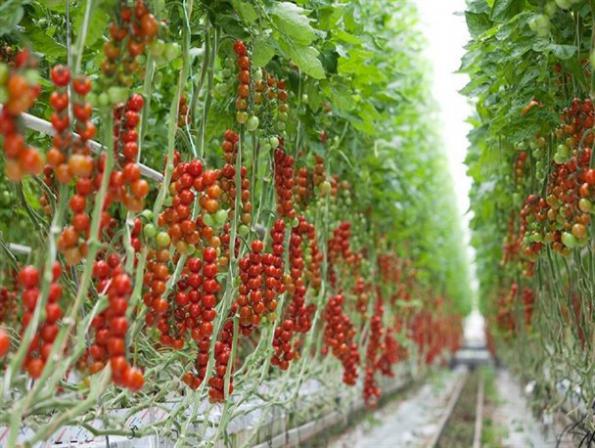 معتبرترین فروشندگان گوجه گلخانه ای 4129