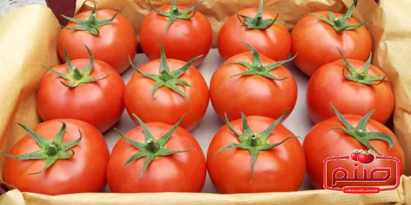 مشخصه گوجه گلخانه ای صادراتی باکیفیت