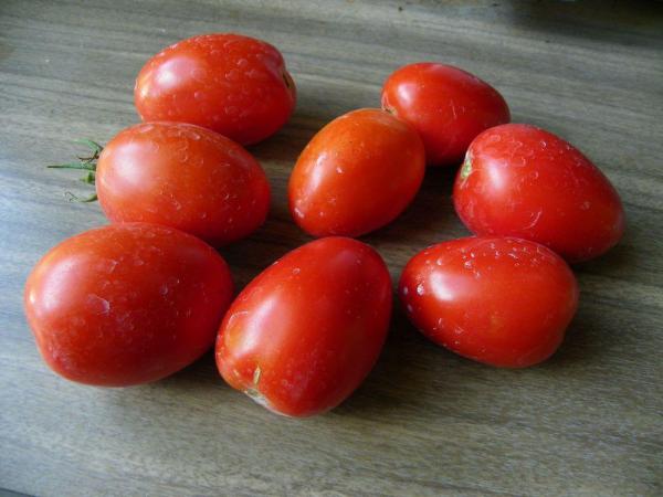 پخش عمده گوجه فرنگی زیتونی