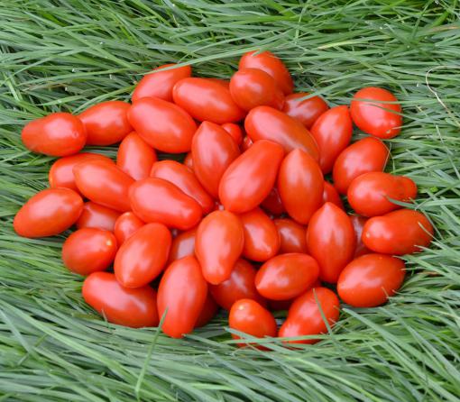 بهبود وضعیت واریس ها با گوجه فرنگی