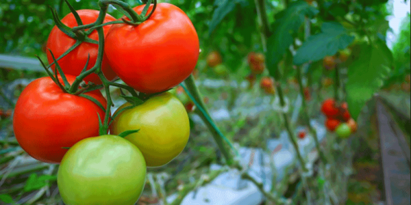 سفارش خرید گوجه گلخانه ای صادراتی همدان