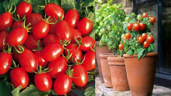 گوجه فرنگی سرشار از فیبر است