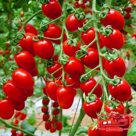 تولید کننده گوجه گلخانه ای صادراتی