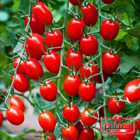 مرکز انواع گوجه گلخانه ای صادراتی اصفهان