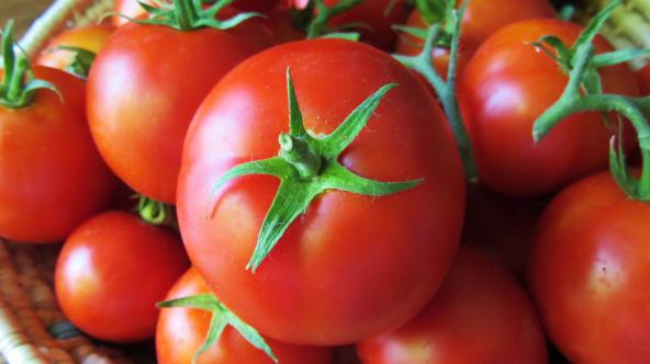 بررسی بازار  گوجه زیتونی گلخانه ای