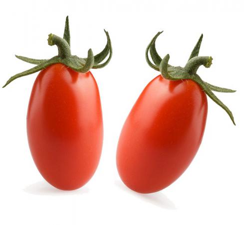 عرضه کنندگان گوجه زیتونی صادراتی