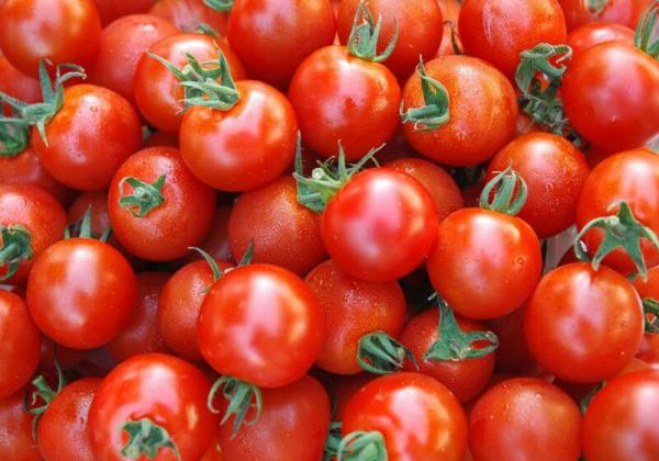 بازار پخش گوجه فرنگی زیتونی