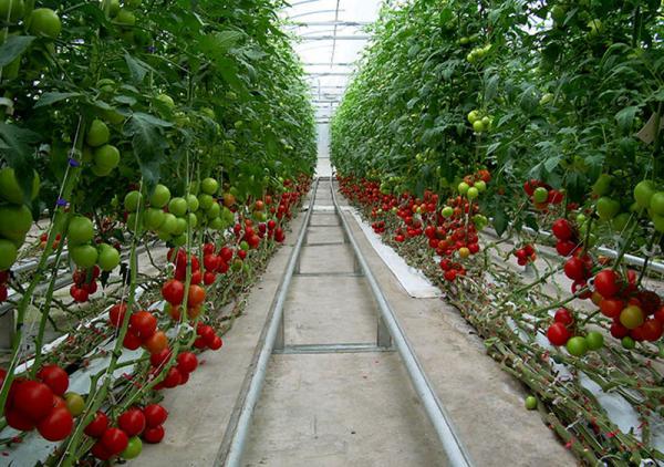 قیمت انواع گوجه گلخانه ای 4129